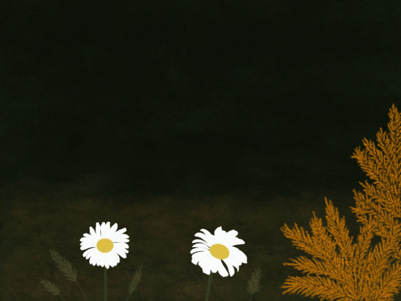 Download White Daisies - Daisies Collection