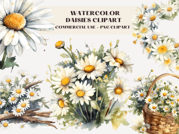 Download Watercolour Daisies Clipart Illustration - Daisies Collection