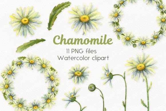 Download Watercolor Daisies Clipart - Daisies Collection
