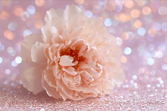 Download Blush Flower Glitter Background - Blush flower Collection