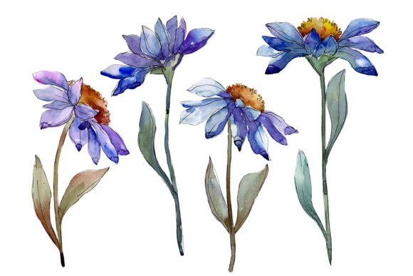 Download Bouquet Blue of Asters and Daisies Watercolor PNG - Daisies Collection