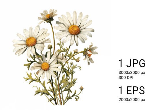 Download White Daisies on White Background - Daisies Collection